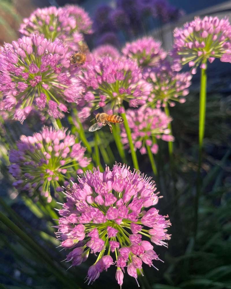 Bees flying around some purple flowers