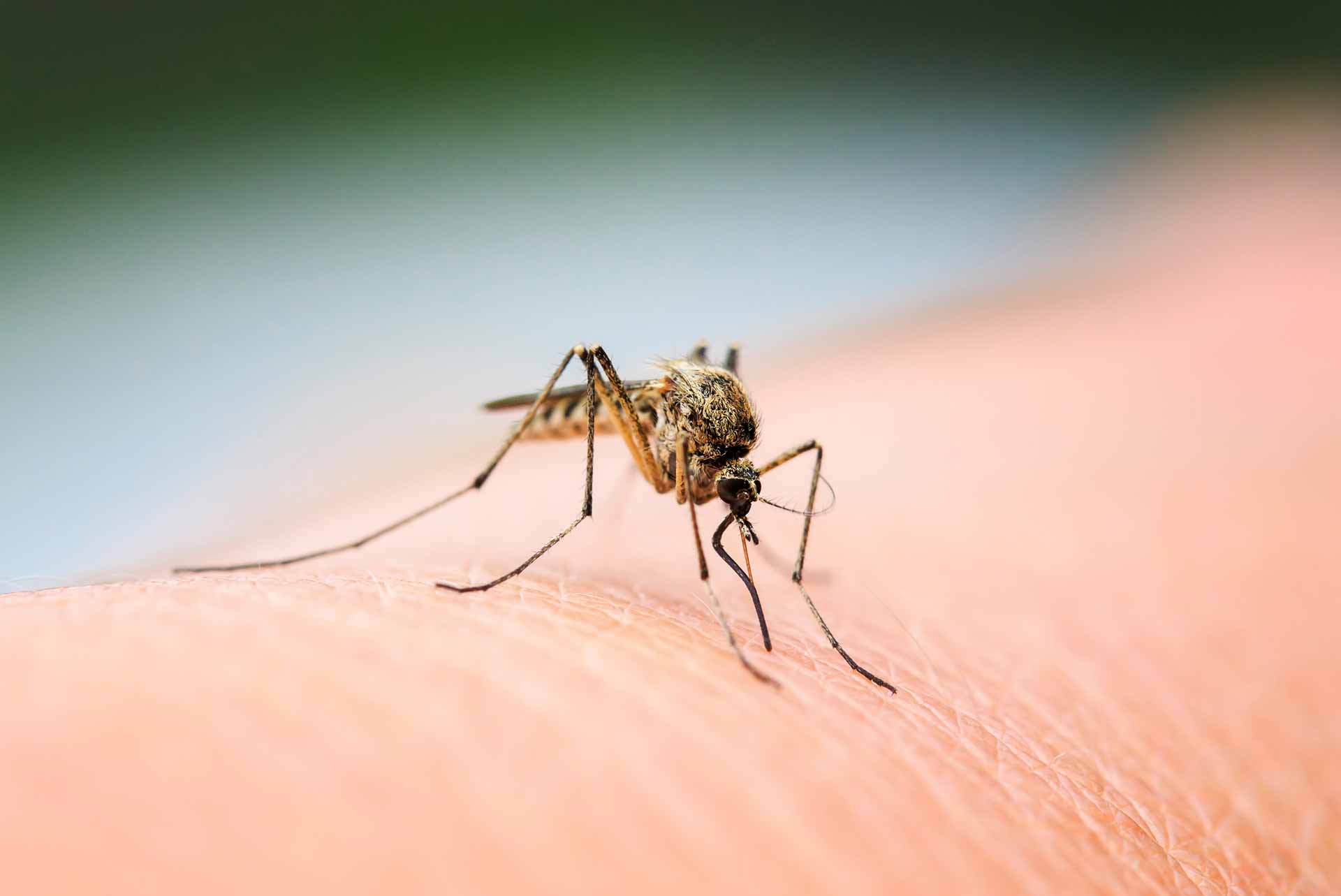 Close-up of mosquito on skin