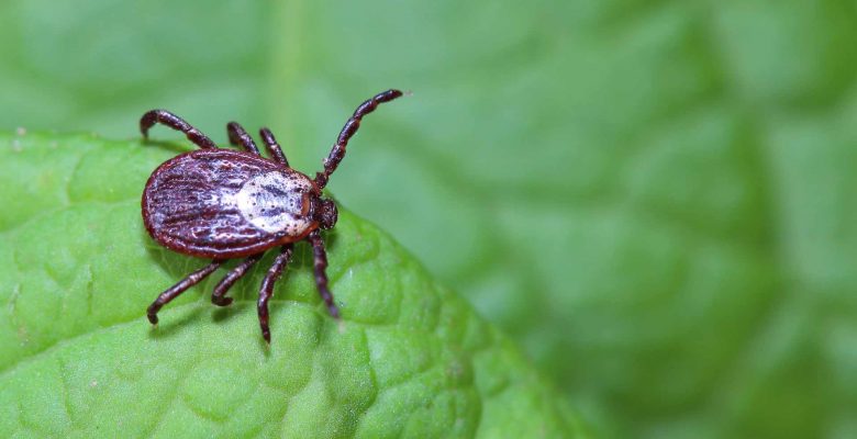 Tick on a leaf