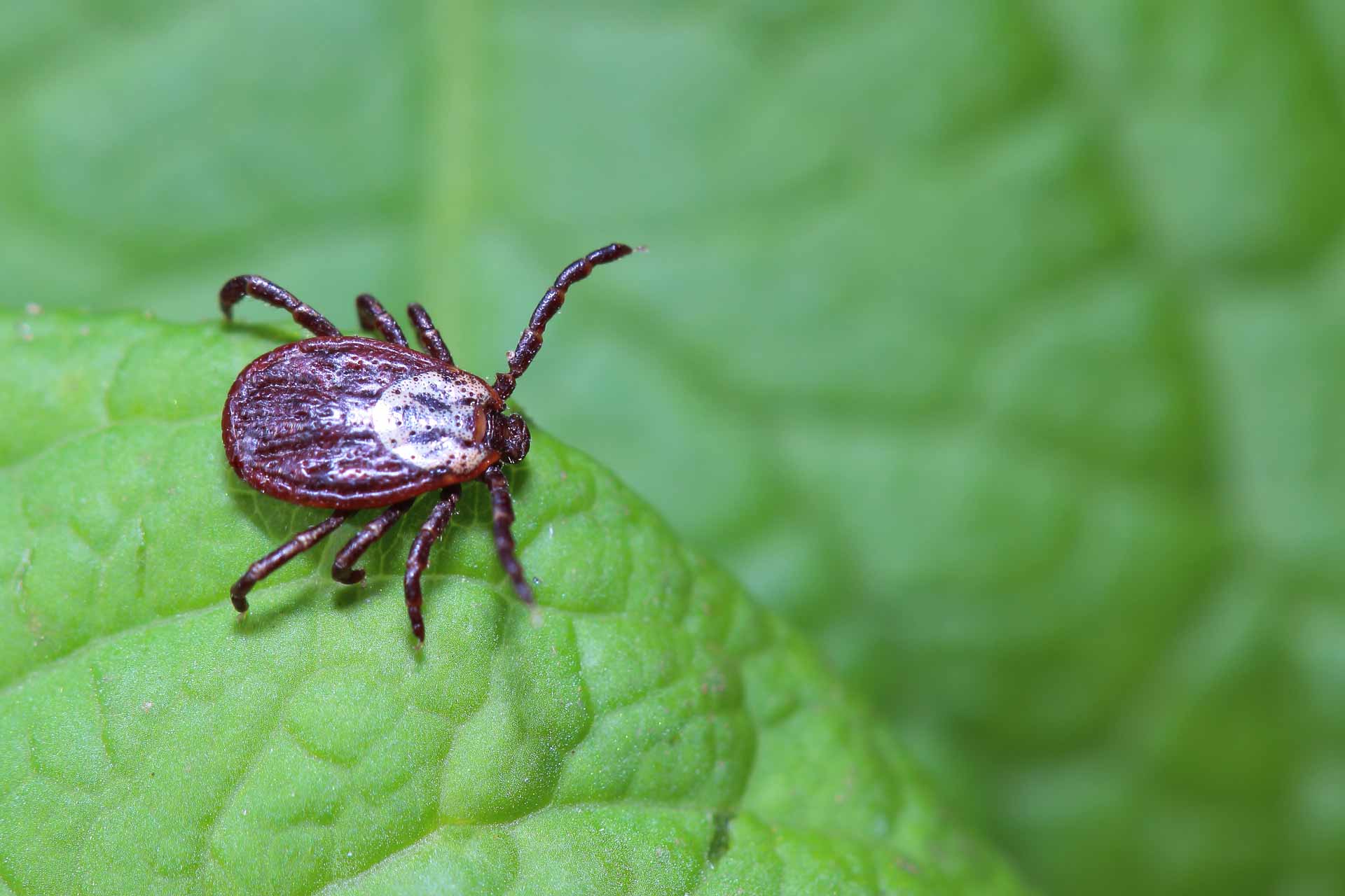 Tick on a leaf